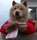 生肖狗21号运程图表图片,生肖狗什么时候赚大钱