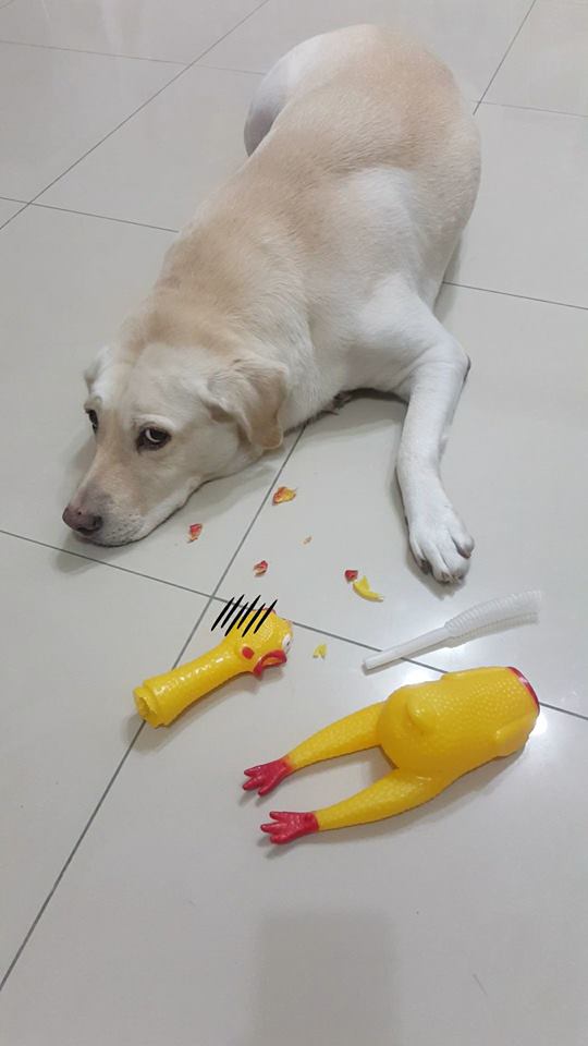 狗狗必备的5种玩具,狗狗最爱的玩具排行榜