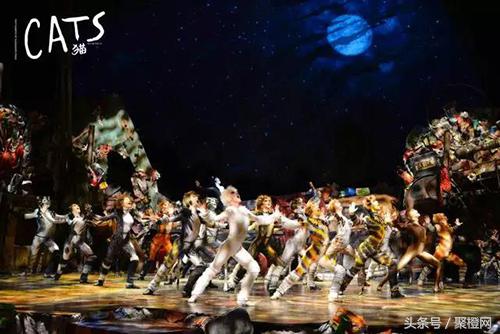 关于猫成精的那些事22,关于猫成精的那些事16