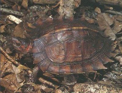 养龟的技巧与注意事项浅水龟,怎么判断乌龟是半水龟还是深水龟