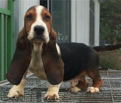 养巴吉度犬注意事项,为什么不建议养巴吉度犬