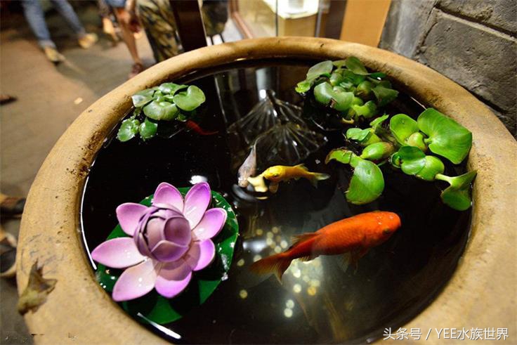 冬天金鱼趴缸怎么处理,室外鱼池养金鱼冬天会冻死吗