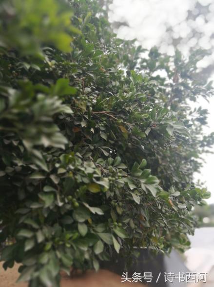 此生最快意洒脱的豪情,莫过如此