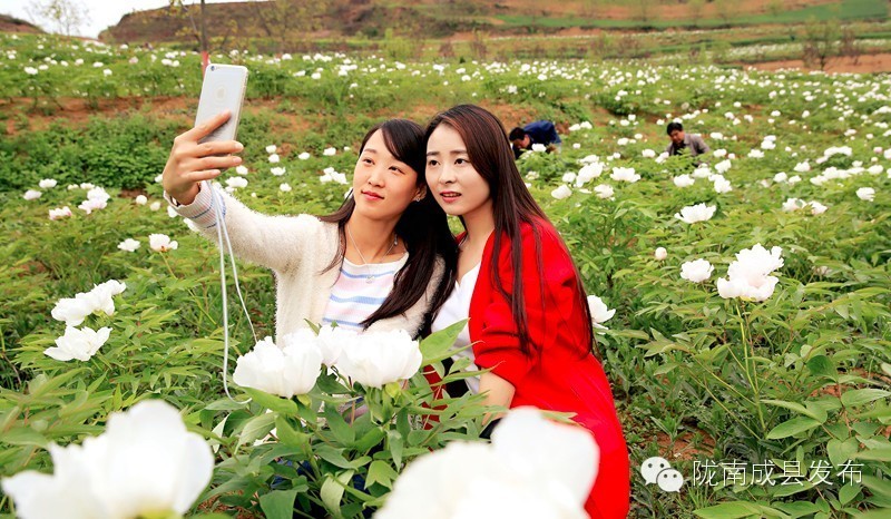 成县二郎牡丹花开,陇南成县花开