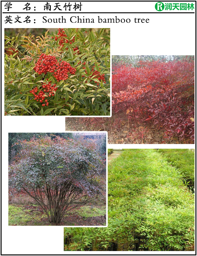 大树南天竹品种图片大全,名贵红枫树图片