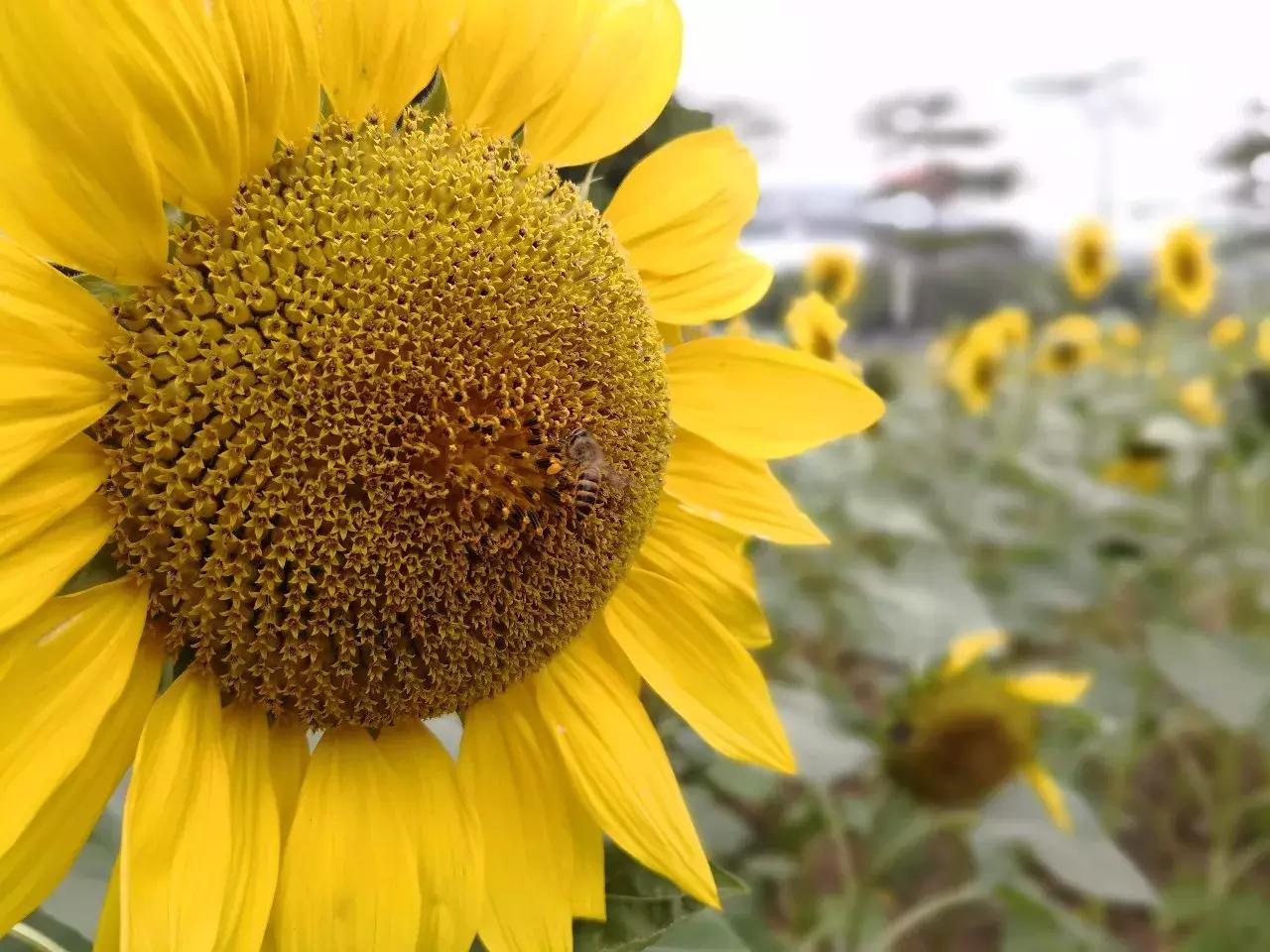 小白测评华为mate10续航排名,华为mate10和三星s9测评