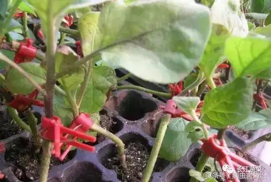 茄子绵疫病为害特点,茄子病害绵疫病