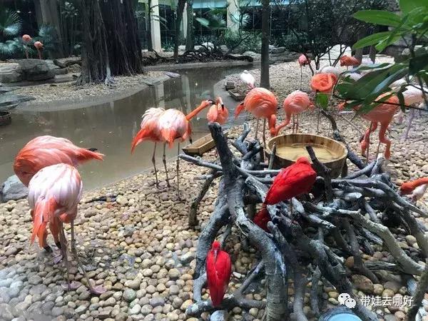 3天两晚广州长隆旅游攻略,广州长隆欢乐世界游玩攻略2021