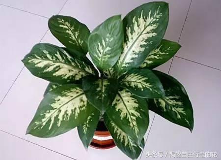 家里盆栽有这几样的赶紧扔掉,盆栽哪些绿植有毒性大