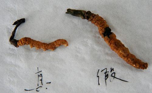 中药材造假猖獗，火眼金睛识别假中药