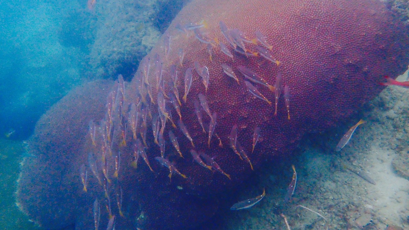 hello泰国曼谷,hello泰国说唱