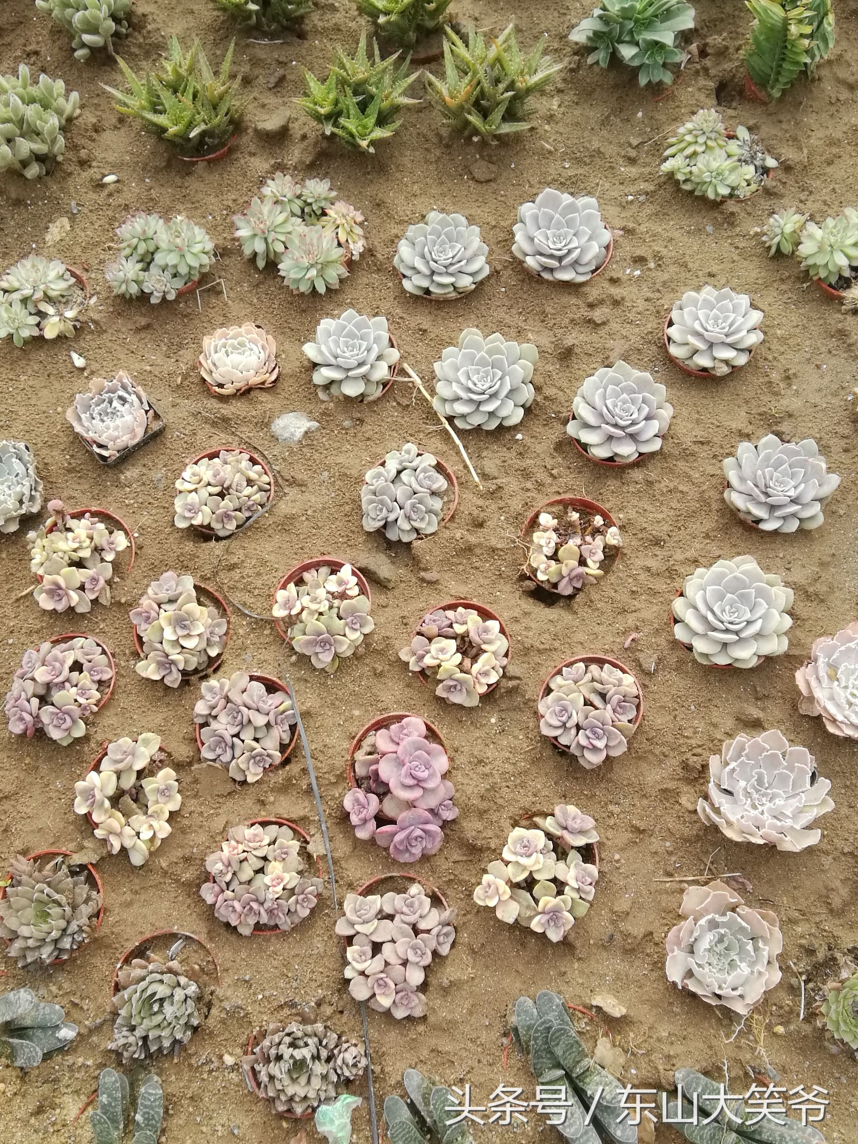 南沙东涌花海,南沙东涌镇风景绝美的地方