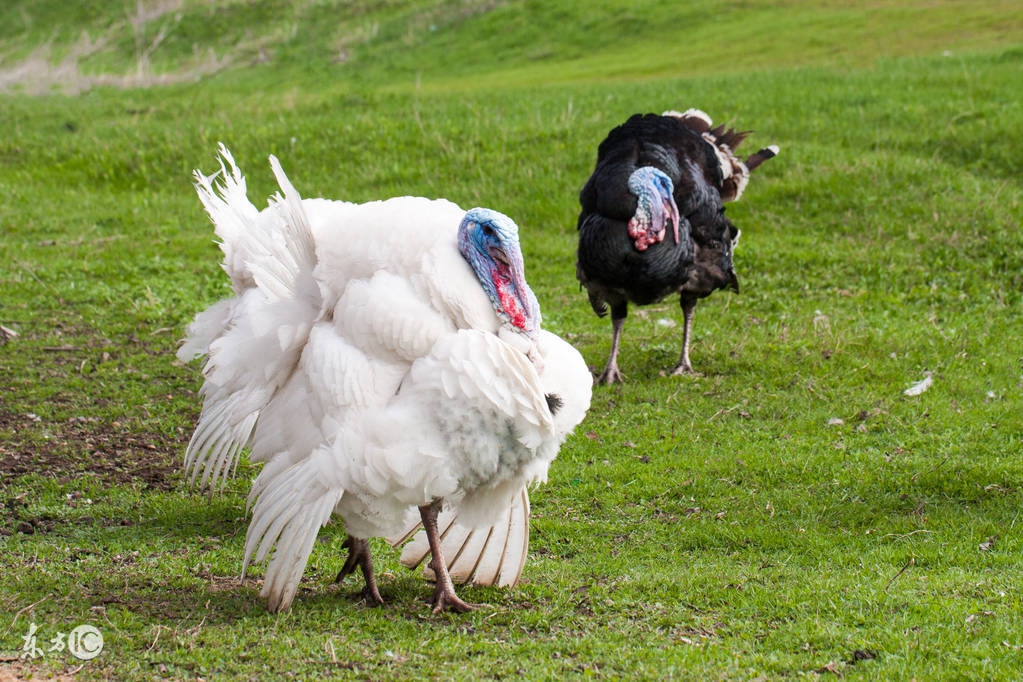 火鸡饲养管理,火鸡的饲养技术
