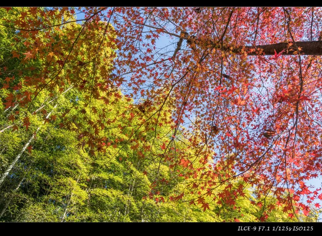 狗哥的热评,狗哥热评