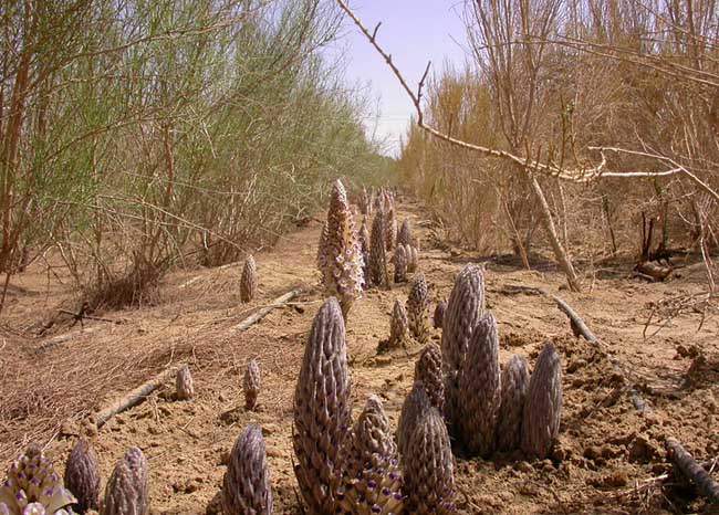 冬季中医食疗养生篇肉苁蓉,春夏进补肉苁蓉