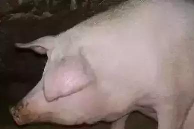 穴位治病大全20招,穴位疗法十大手法