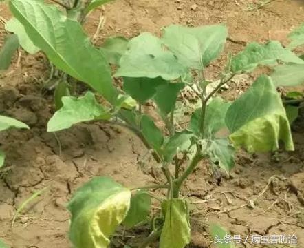香菇多糖防治茄子黄萎病效果,高锰酸钾能治疗茄子的黄萎病吗
