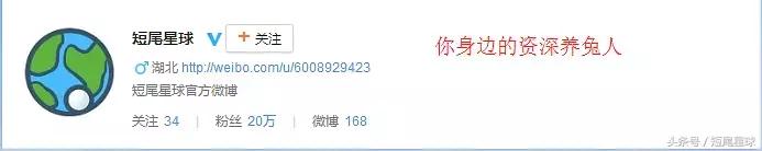 兔子生小兔后怎么照顾,兔兔生小兔有什么表现