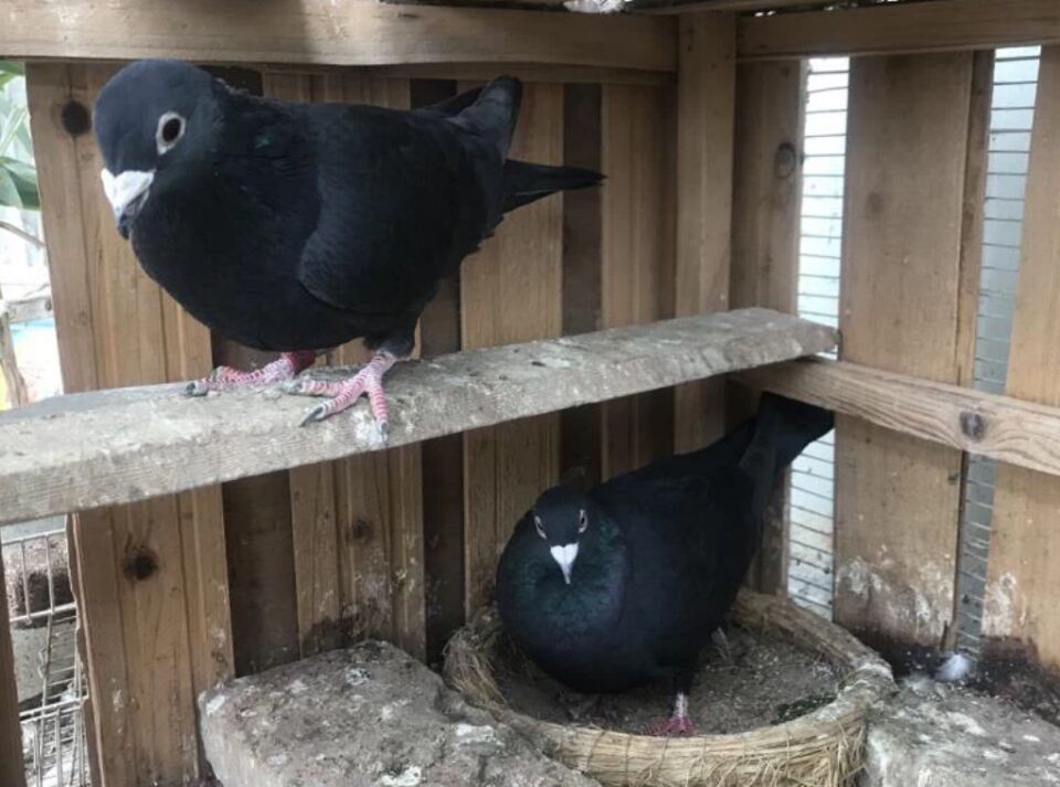 鸽子老是用嘴挠羽毛,鸽子老是伸脖子张嘴