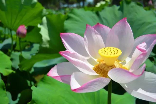 2018年浙江地方景点旅游日历大合集!含杭州,建德,温州,金华!