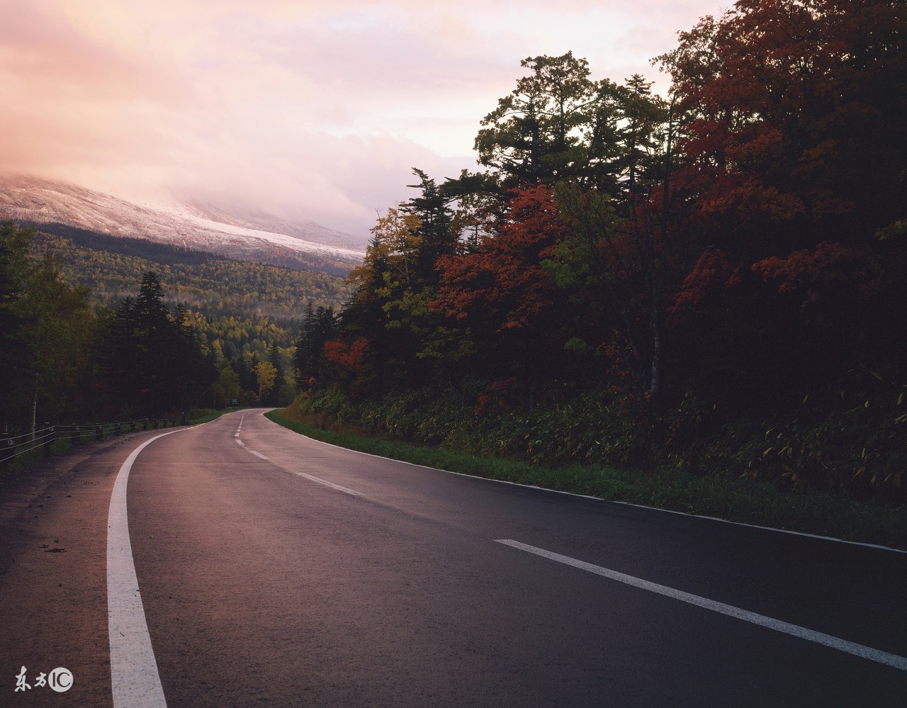 感情动物歌曲,动物爱情故事小说