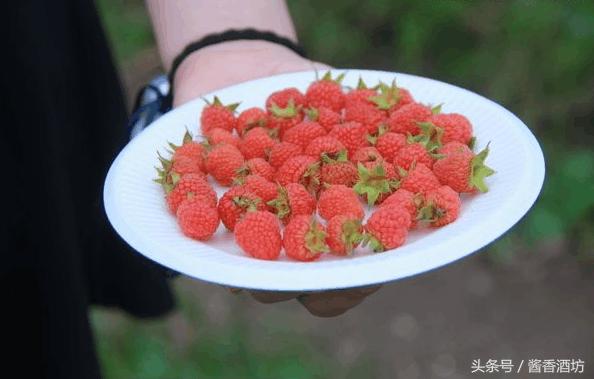 树莓酒的制作方法是什么,树莓酒制作