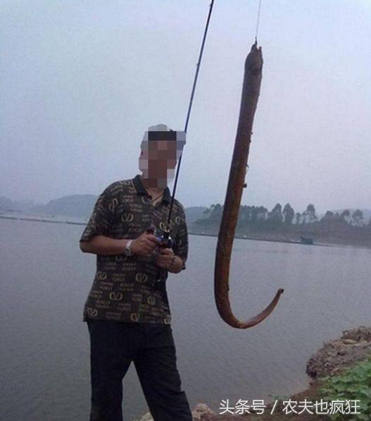 鳝鱼美味吗,鳝鱼美味哪些人不能吃