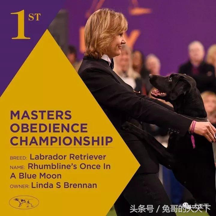 2017年西敏寺犬展时间表,西敏寺犬展北京犬