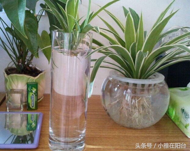 水培牡丹吊兰绿油油不黄叶,吊兰需要水培到长根后再栽土里吗