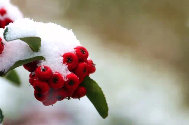 救命粮火棘果做酒怎么做,救命粮火棘果能做什么