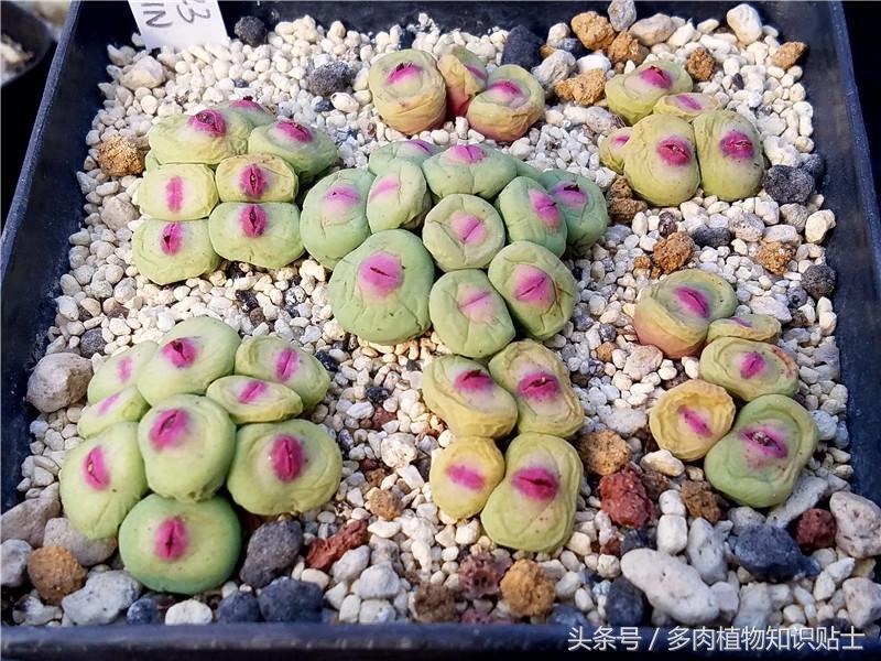 生石花什么时候才可以剥皮,生石花提前扒皮会不会变小