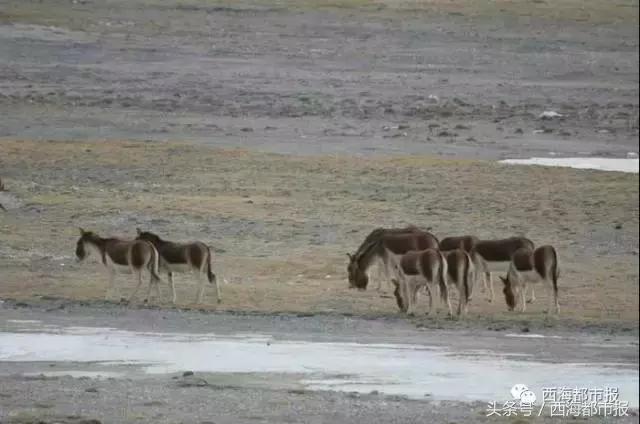 青海最惹眼的“尕网红”!“单挑哥”“白娘子”“老哇爷”