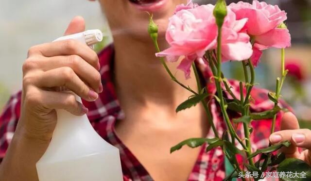 下雪降温注意事项,下雪露天植物怎样防寒