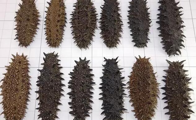 海参也有很多种,全世界所有可以吃的海参