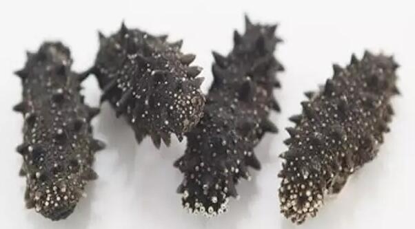 海参也有很多种,全世界所有可以吃的海参