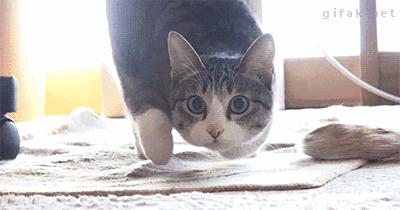 春节不用愁断肠,心宠点评惠帮忙