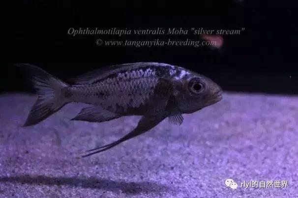 「鱼标本戏说非洲慈鲷」第一章：羽鳍类永恒的经典——蓝提