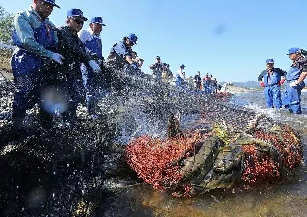 日本的海鲜市场现在最新情况,日本青森海鲜市场