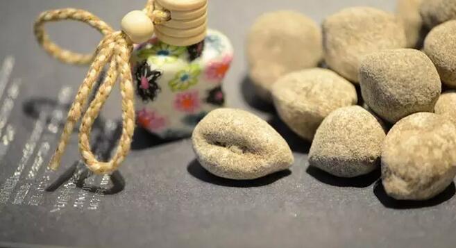 带您了解世界海参,你知道全球有多少种鲨鱼吗