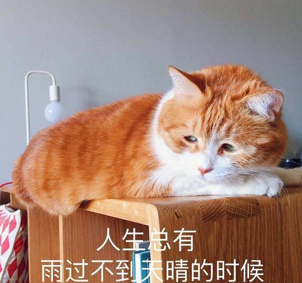 猫咪顽固性腹泻怎么办,两个月猫咪拉肚子最快的解决办法