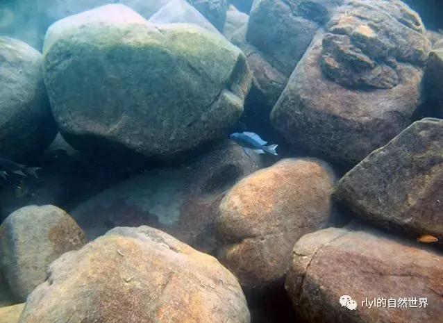 「鱼标本戏说非洲慈鲷」第一章：羽鳍类永恒的经典——蓝提