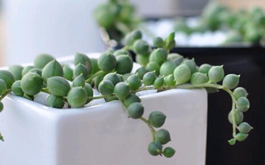 佛珠吊兰和翡翠吊兰有什么区别,佛珠吊兰情人泪