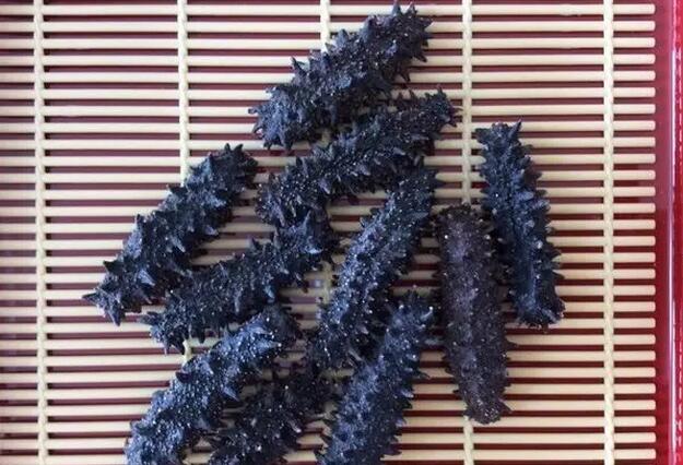 海参有上千种都是一样的吗,全世界海参有多少品种