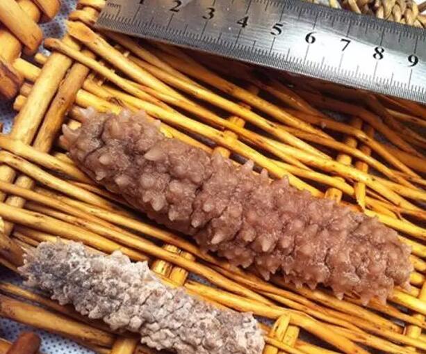 带您了解世界海参,你知道全球有多少种鲨鱼吗