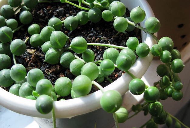 佛珠吊兰和翡翠吊兰有什么区别,佛珠吊兰情人泪