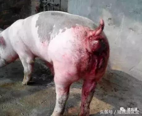 不要小瞧这*猪种**病，严重了也会死猪