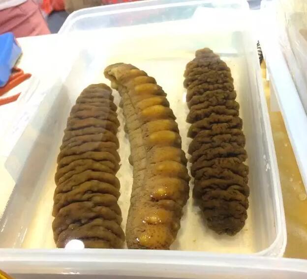 海参有上千种都是一样的吗,全世界海参有多少品种