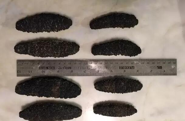 海参有上千种都是一样的吗,全世界海参有多少品种