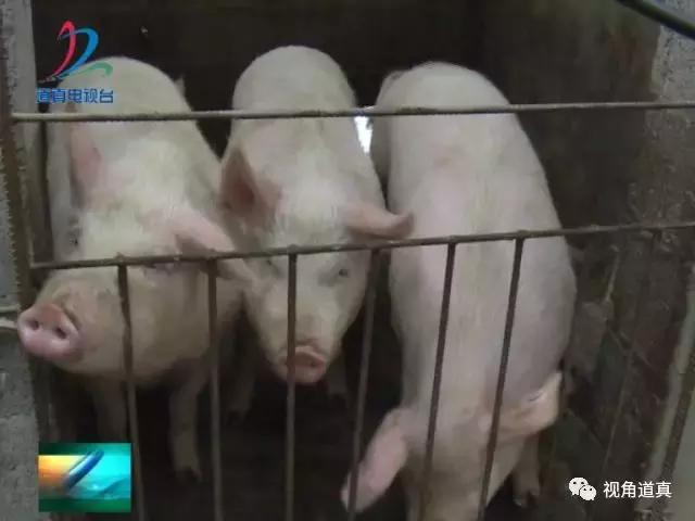 周口龙口池村新气象,努力实现产业兴乡村美村民富