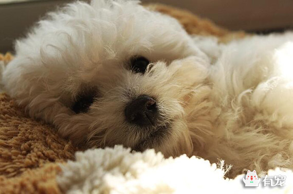 如何训练比熊犬大小便定点,比熊犬从几个月开始训练